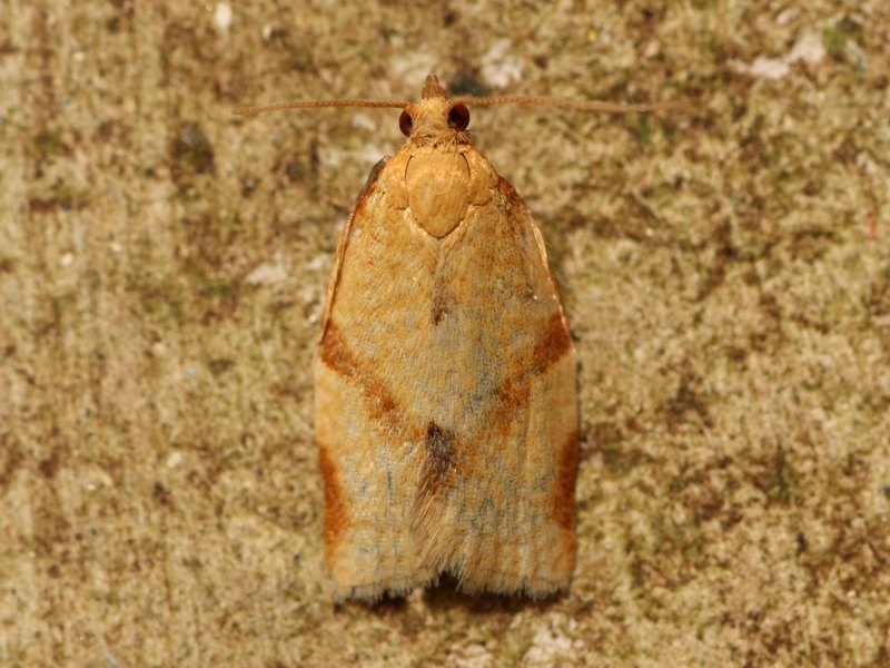 Tortricidae: Clepsis consimilana, femmina